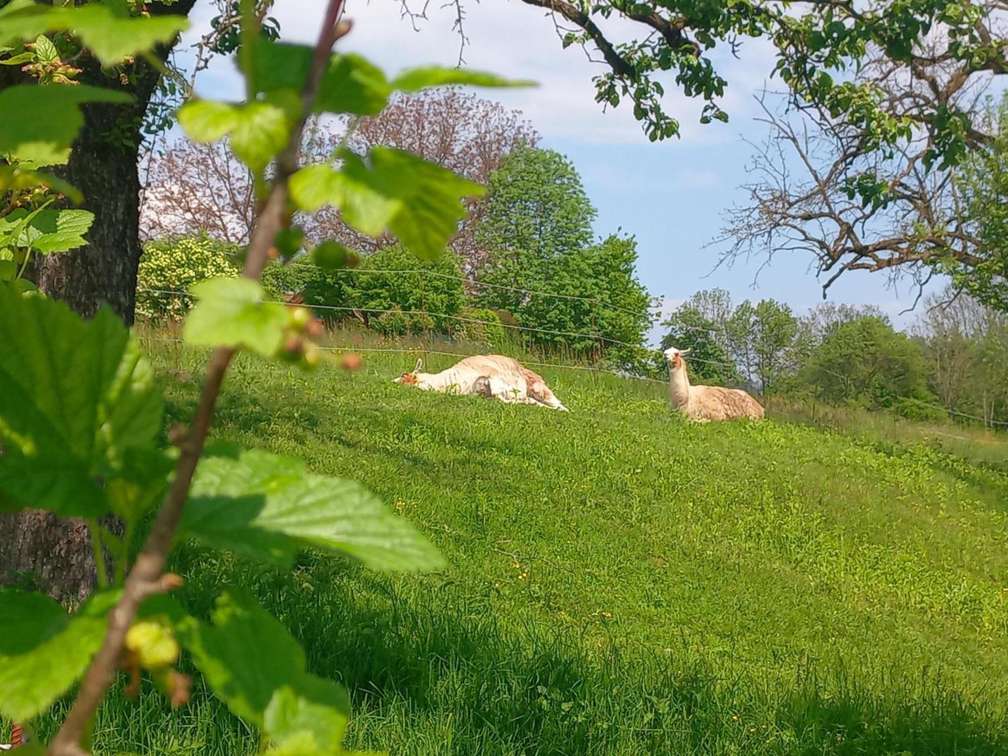 Ferienhaus Kaerntnergmiat Feldkirchen in Kärnten Esterno foto