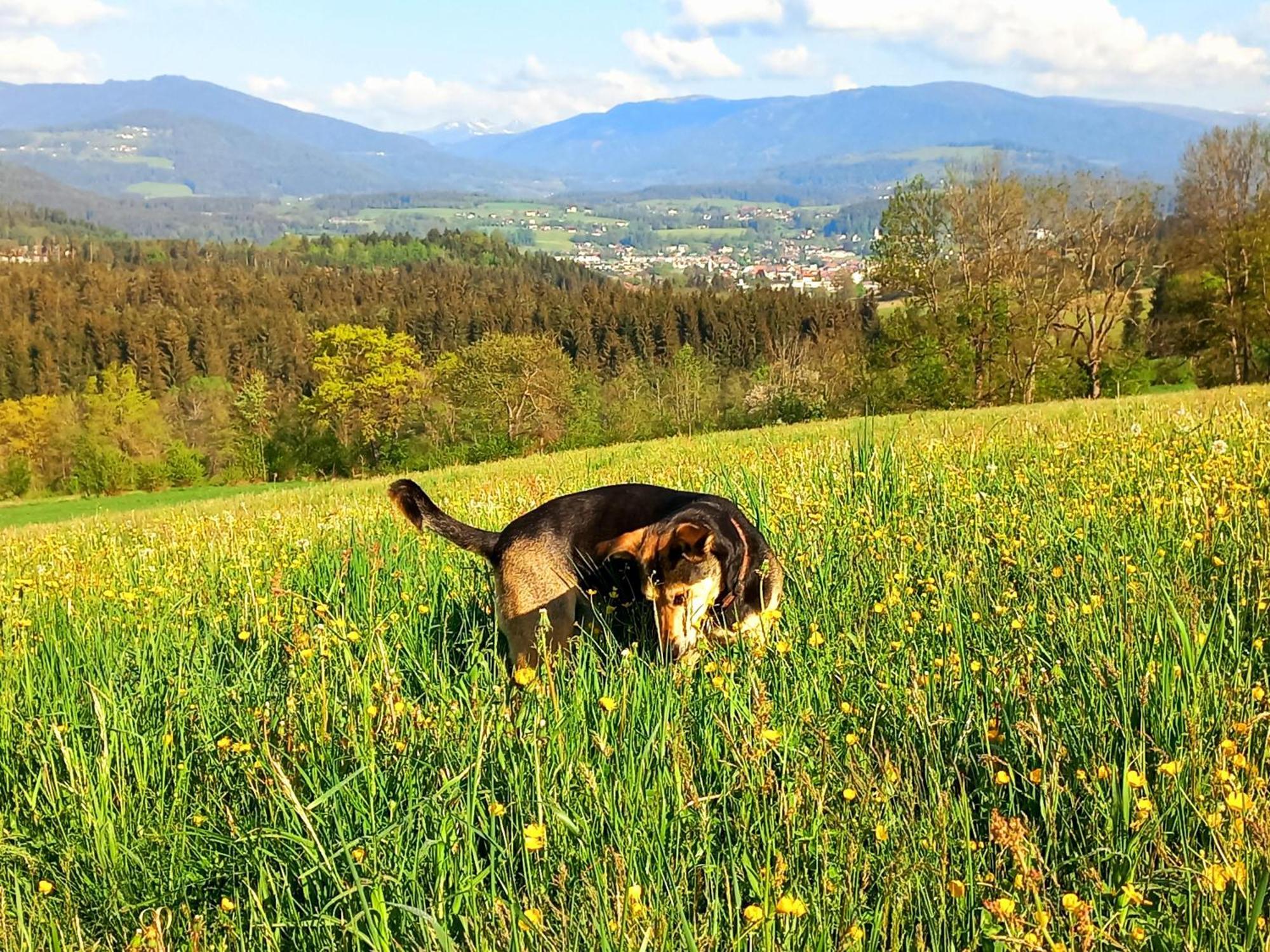 Ferienhaus Kaerntnergmiat Feldkirchen in Kärnten Esterno foto